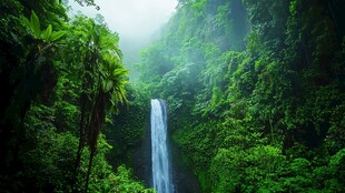 热带雨林风光仙境