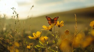 蝴蝶在苦菜花上