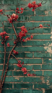 砖墙梅花