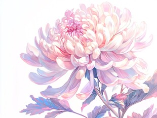 菊花包装插画