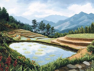 稻田风景插画