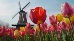 郁金香中的风车