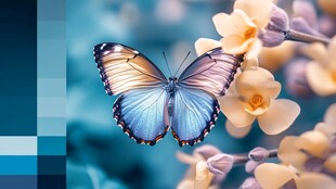 高清蝴蝶壁纸