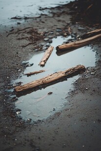 海水浸泡后的木桩