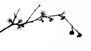 梅花黑白照