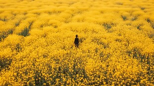 油菜花女人背影