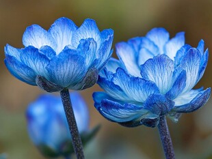 蓝色瓜叶菊花蕊