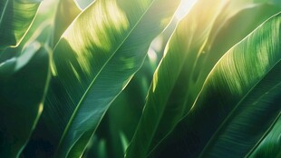 阳光照射下的芭蕉叶