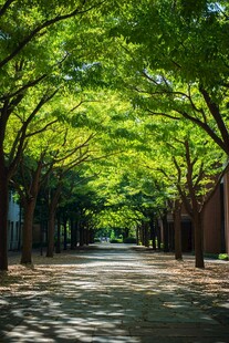 高校大学林荫路