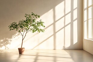 阳光植物窗台小绿植