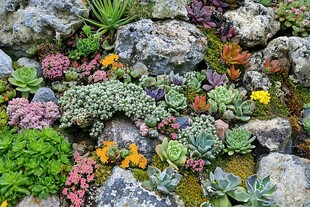 多肉植物背景墙