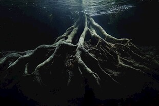 水下树根