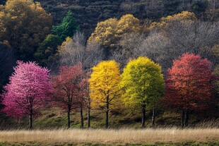 多姿多彩的树木