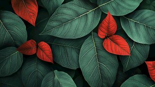 高清唯美树叶背景