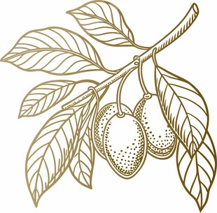 手绘芒果