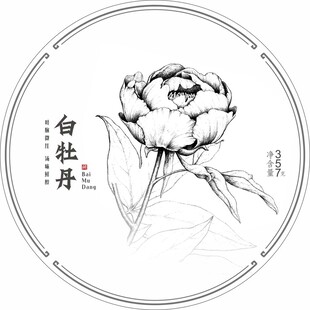 白牡丹素描
