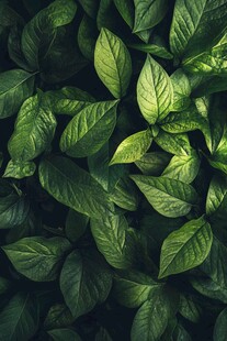 高清绿叶纹理背景