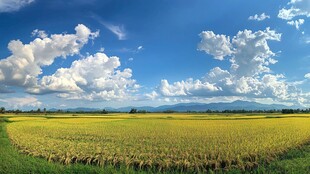 宽幅稻田全景