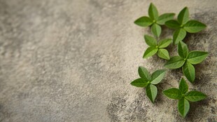 水泥缝里的植物