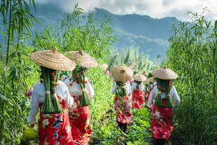 采茶女群像