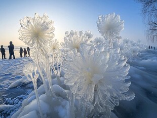 东北冰凌花