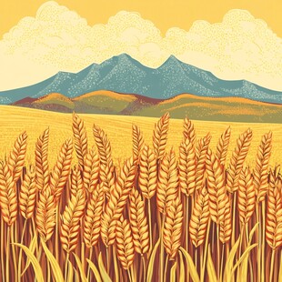 新疆麦穗插画