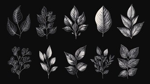 创意手绘树叶标本