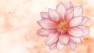 大丽花插画