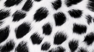 斑马毛皮