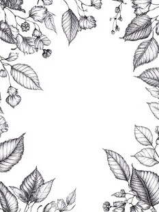 手绘桑葚线描插画