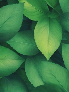 高清绿叶背景图片