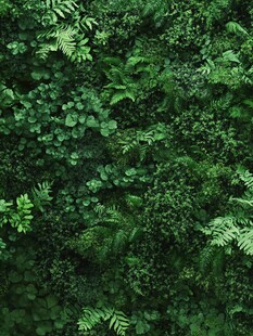 绿色植物平铺背景