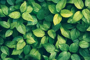 高清绿叶纹理背景