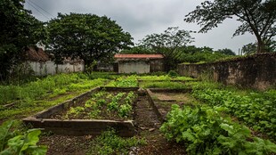 小院菜地