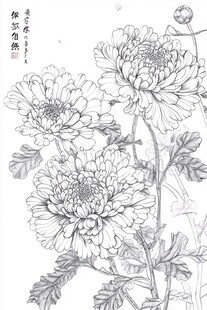 菊花手绘稿