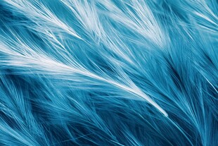 动感唯美蓝色毛发纹理