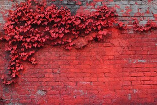 高清爬山虎红砖墙背景