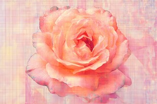 电脑软件绘制玫瑰花