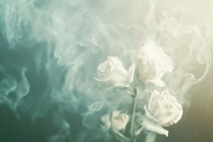 春日绚丽炫丽温柔玫瑰