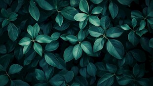 高清绿叶背景