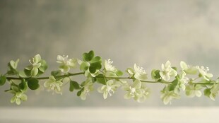 高清植物壁纸