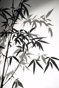 竹枝光影
