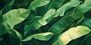 芭蕉叶背景设计