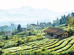 茶园风景画