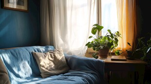 阳光植物窗台小绿植