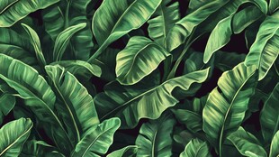 芭蕉叶背景设计