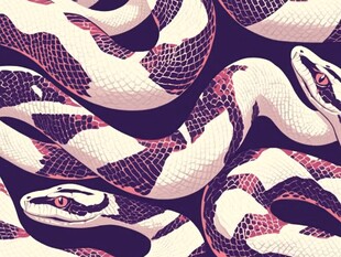 蛇合集插画