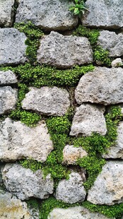 青苔石头墙