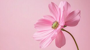 高清花卉壁纸