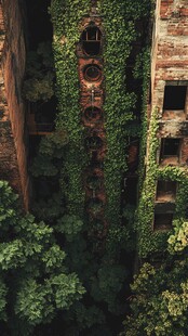 长满青藤的建筑